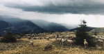 Paysages pastoraux : un équilibre entre dynamiques naturelles et construction humaine