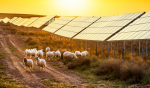 Agrivoltaïsme : avantages et inconvénients d’installer des panneaux solaires dans les champs