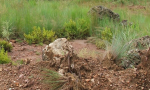 Des plantes pour protéger les sols du tassement et de l’érosion