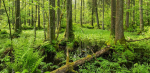 Recréer une forêt primaire en Europe de l’Ouest, un rêve fou qui questionne les politiques publiques